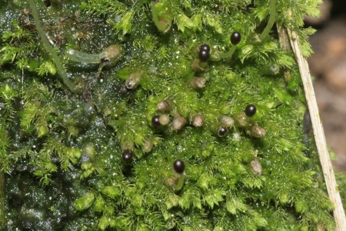 Pseudolepicoleaceae