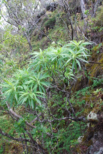 Lepidium serra observed 2013-02-06