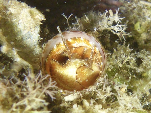 Thylacodes variabilis
