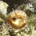 Thylacodes variabilis