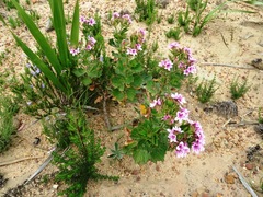 Pelargonium cucullatum strigifolium