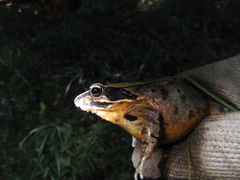 Rana japonica