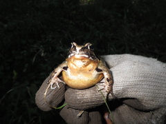 Rana japonica