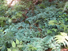 Selaginella uncinata