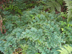 Selaginella uncinata
