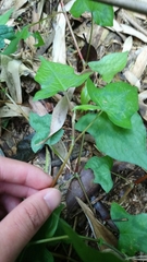 Persicaria biconvexa