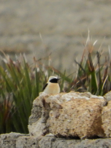 Collalba rubia occidental (Oenanthe hispanica)