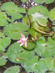 Nymphaea pubescens
