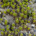 Vinealobryum brachyphyllum - Photo (c) John Game, some rights reserved (CC BY-NC-SA)