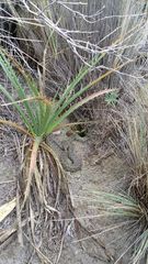 Crotalus triseriatus