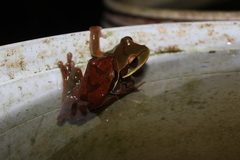 Smilisca cyanosticta