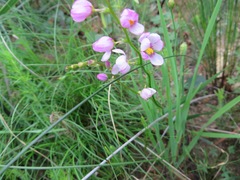 Ixia scillaris scillaris