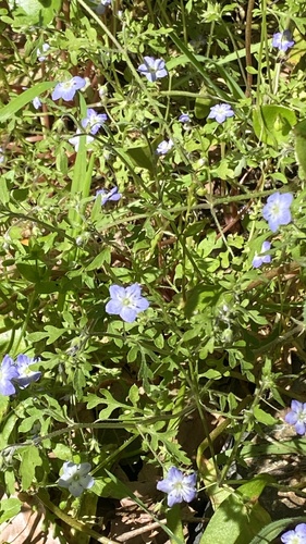 Eastwood's baby blue eyes (Nemophila pulchella)