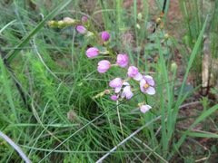 Ixia scillaris scillaris