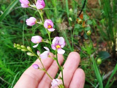 Ixia scillaris scillaris