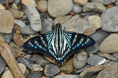 Phocides perillus