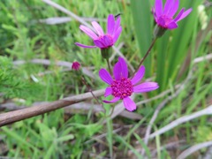 Senecio cymbalarifolius