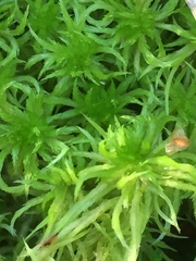 Sphagnum denticulatum