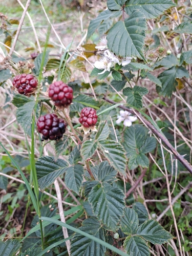 Image of Rubus affinis by (c) Noeleen du Toit, some rights reserved (CC BY-SA)