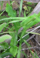Senecio cymbalarifolius