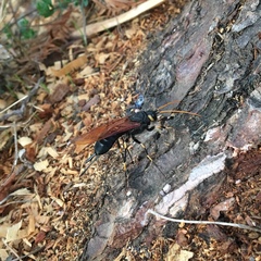 Urocerus californicus