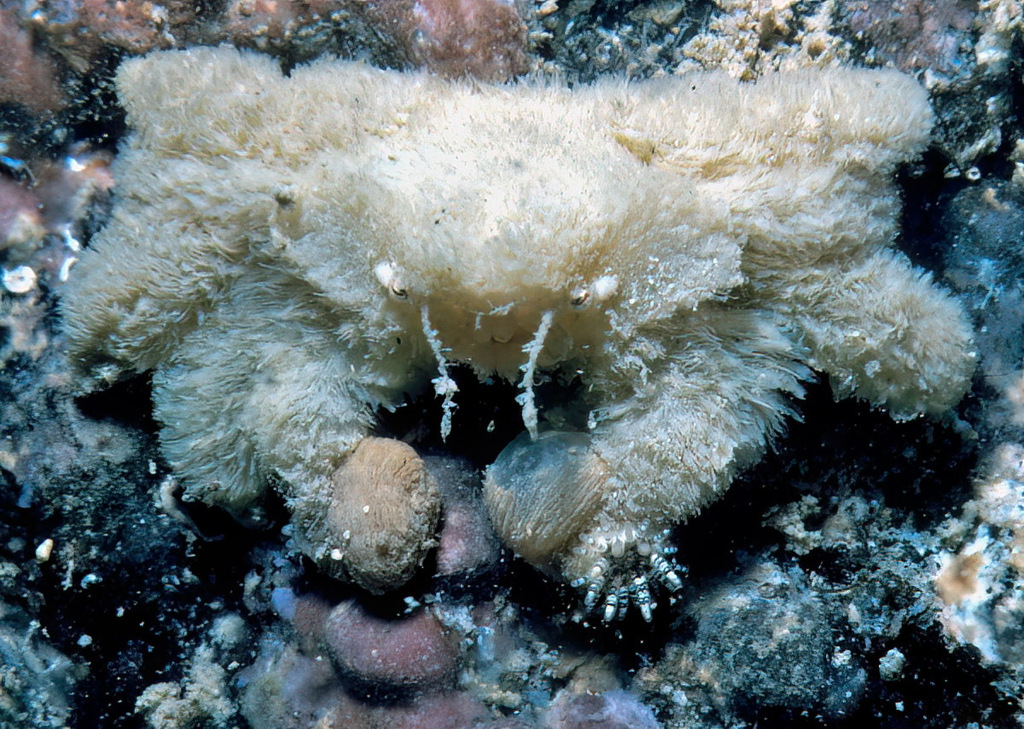 Polydectinae