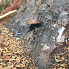 Urocerus californicus