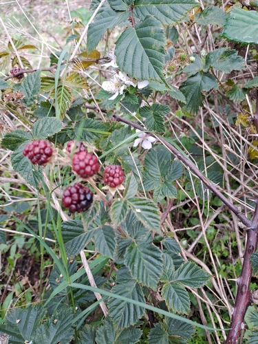 Image of Rubus affinis by (c) Noeleen du Toit, some rights reserved (CC BY-SA)