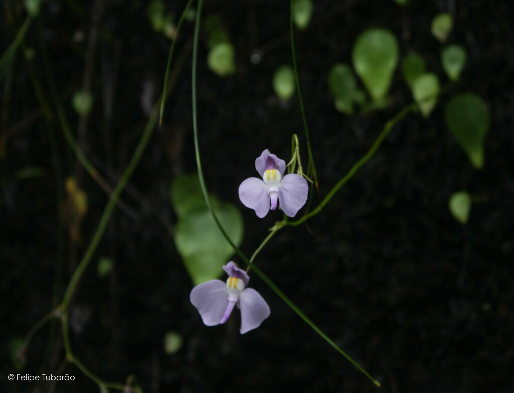 Utricularia geminiloba Benj.