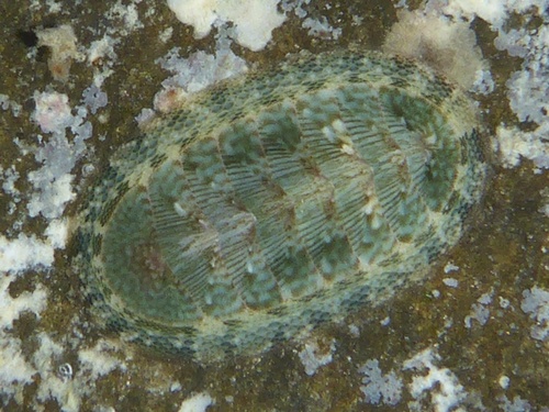 Rhyssoplax linsleyi