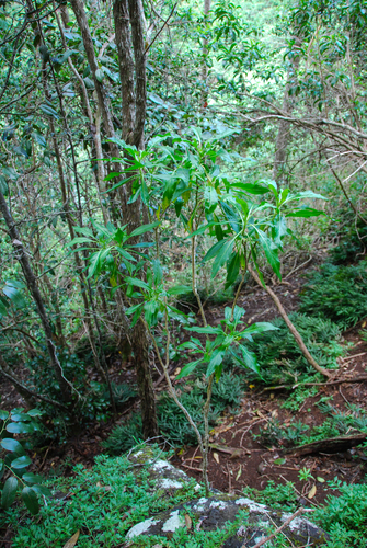 Lepidium serra observed 2014-01-29