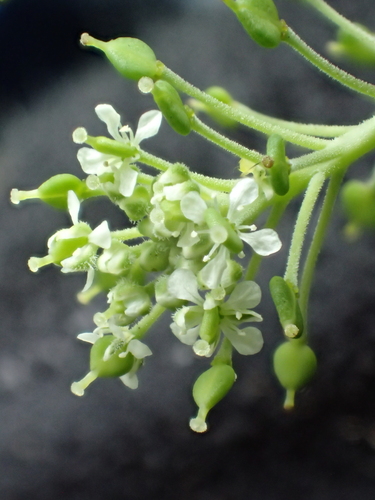 Lepidium serra observed 2015-08-30
