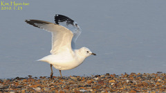 Ichthyaetus relictus