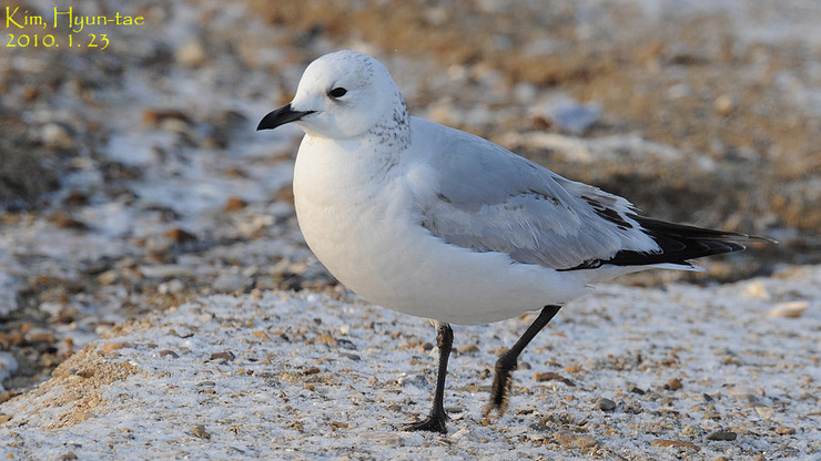 Relict Gull
