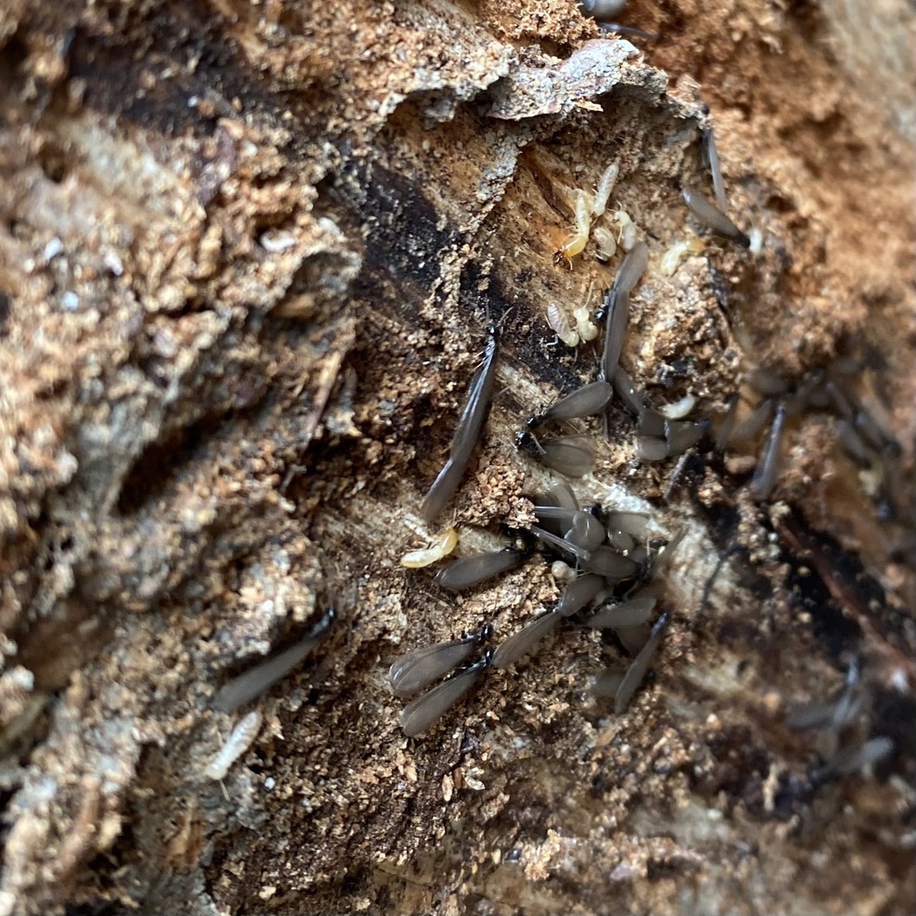 Reticulitermes malletei