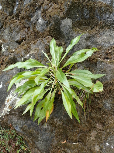 Lepidium serra observed 2017-07-11