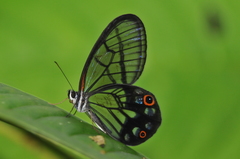 Pseudohaetera mimica