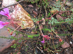Pelargonium multicaule multicaule
