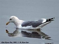 Larus argentatus mongolicus
