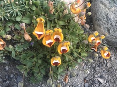 Calceolaria uniflora