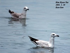 Larus argentatus mongolicus