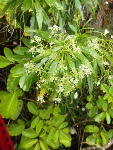 Lepidium serra observed 2018-07-03