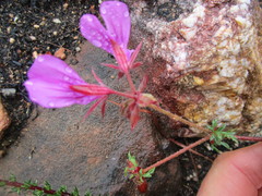 Pelargonium multicaule multicaule