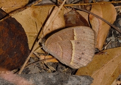 Brakefieldia simonsii