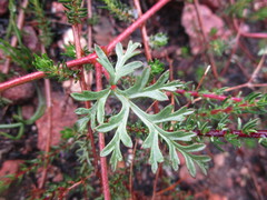 Pelargonium multicaule multicaule