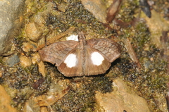 Theagenes albiplaga