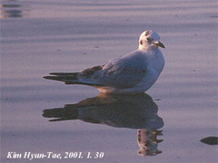 Saundersilarus saundersi