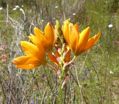 Ixia maculata