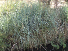 Carex spissa