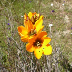 Ixia maculata